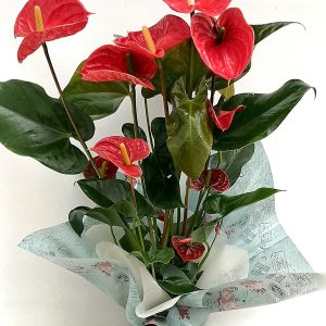 Anthurium