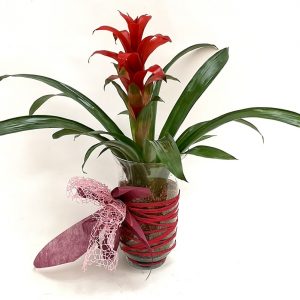 Guzmania en cristal