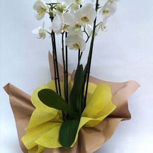 Orquídea