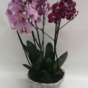 Orquídea cesta